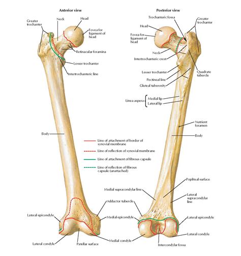 Femur Anatomy - pediagenosis