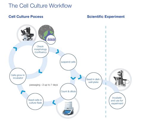 Ensure success via a systematic cell culture workflow | Scientist Live