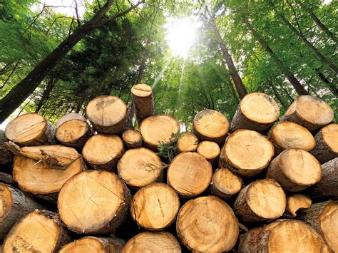 Biomass energy: green or dirty? – Physics World