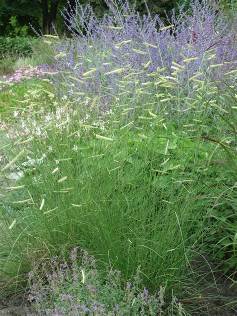 3.3 Blue grama – Gardening with Native Grasses in Cold Climates