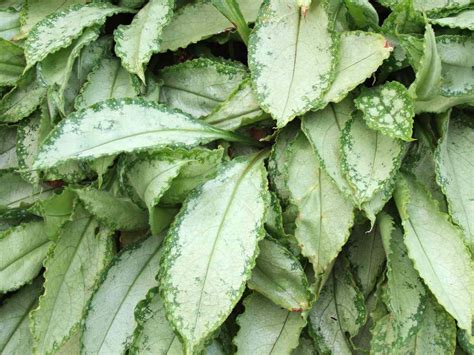 19 Silver-Leaf Plants to Bring Out the Best in Your Garden