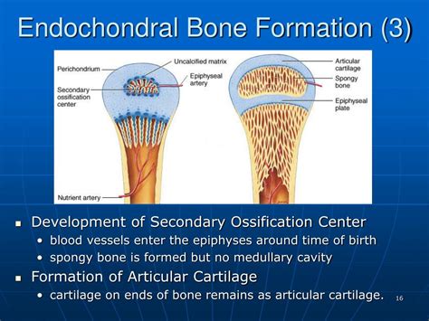 Endochondral Bone Formation Physical Body Anatomy