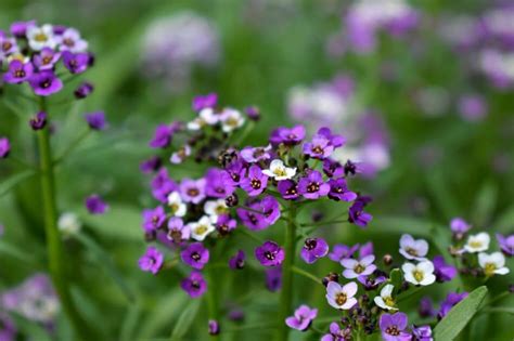 Ultimate Guide to Alyssum Flower Meaning - Petal Republic