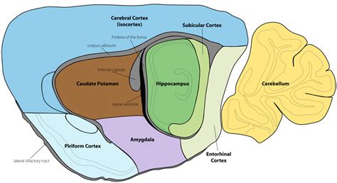 Mouse Brain Anatomy