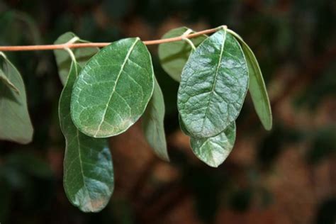 Ovate leaf - Definition of Ovate leaf