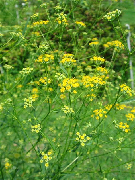 Bupleurum Chinense in flower Bupleuri radix. Hepatoprotectoare: cresc ...