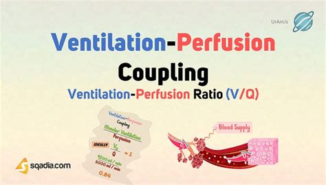 Ventilation-Perfusion Ratio (V/Q) - Ventilation-Perfusion Coupling