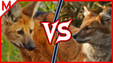 33💥Maned Wolf vs Dhole | +Coati vs Kinkajou winner - YouTube