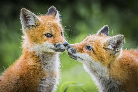 Quebec | Baby Foxes