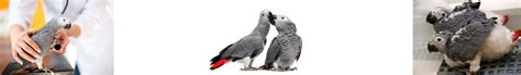 African Grey Parrot Breeding Tips | Birds | AnimalsSale