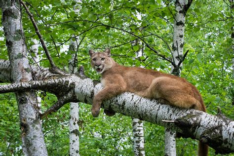 photoscope: Mountain Lion,or Cougar in natural habitat 2014