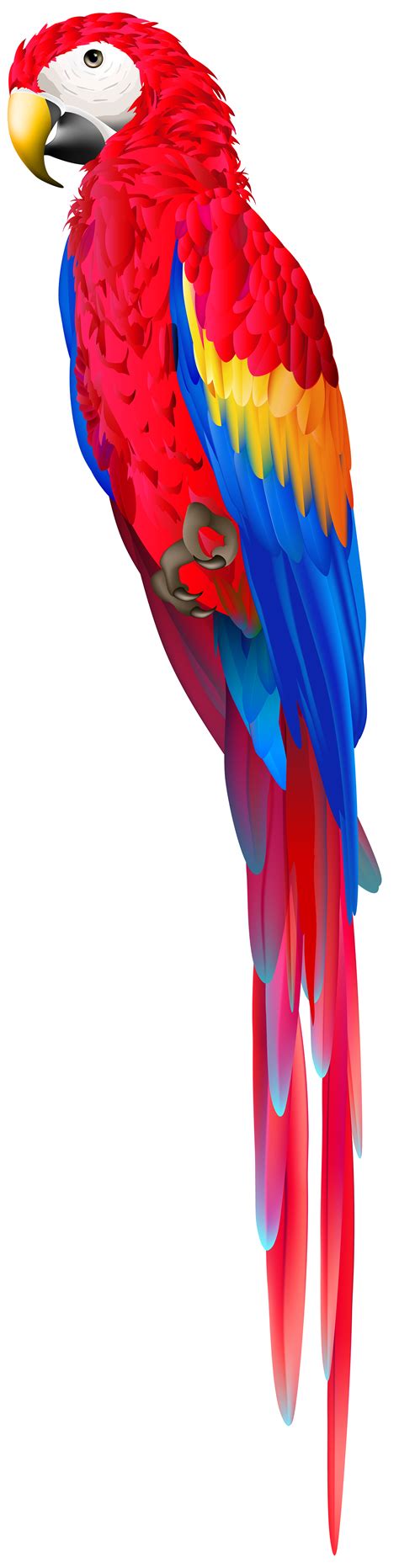 Parrot clipart red parrot, Parrot red parrot Transparent FREE for ...