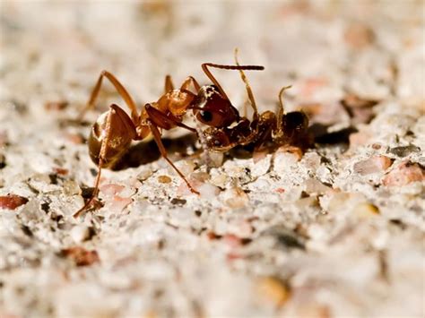 Why Do Ants Fight? – Ants.com