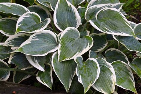 The 19 Best Hosta Varieties for a Shady Yard | Gardener’s Path