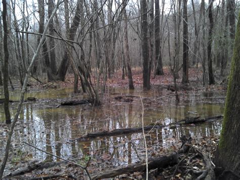 GC2NCY0 Dagobah Swamps, Episode II (Traditional Cache) in North ...