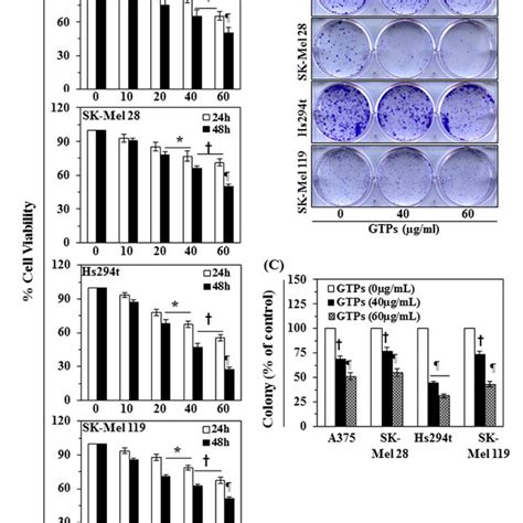 Cytotoxic effect of GTPs on melanoma cells. (A) Treatment of human ...