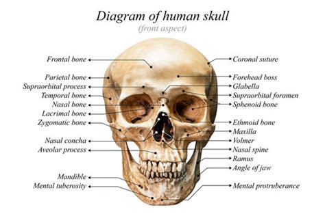 Human Skull Diagram Images – Browse 3,625 Stock Photos, Vectors, and ...