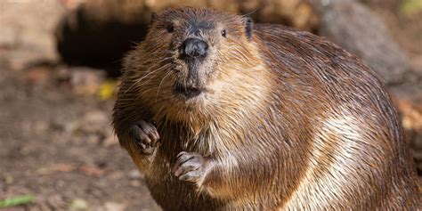 Beaver | Smithsonian's National Zoo and Conservation Biology Institute