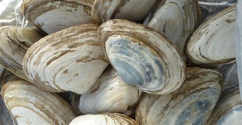 Contagious Leukemia Ravages Clam Populations in the Atlantic | Discovery Blog | Discovery