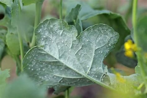 How to Get Rid of Whiteflies on Indoor Plants