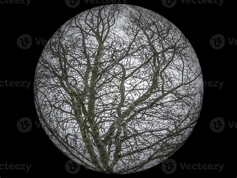 Digital Illustration Trees Circle Background 13960649 Stock Photo at ...