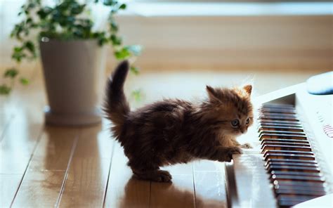 animals, Cat, Kittens, Baby Animals, Piano Wallpapers HD / Desktop and Mobile Backgrounds