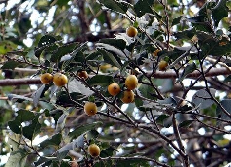 East indian ebony,diospyros melanoxylon,tendu,kendu,fruit - free image from needpix.com