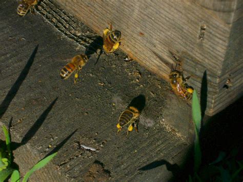 Fat Bees - Part 1 - Scientific Beekeeping