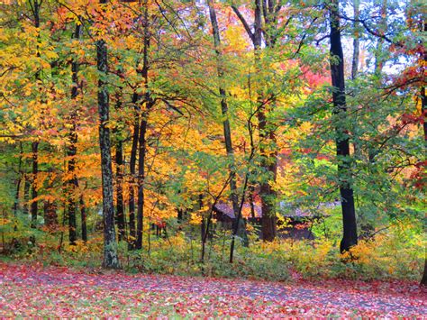 Autumn Color: Shenandoah National Park, Virginia | New American Journal