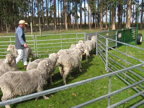 Portable sheep yards in full use. Commander Ag-Quip | Sheep, Yard, Animals