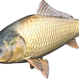 Common Carp Transparent Image - PNG Play