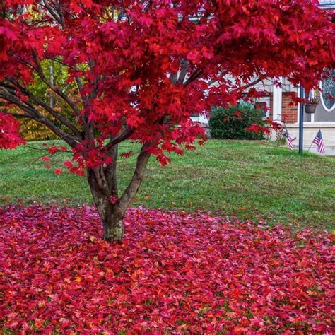 Red Maple | Red Maple Tree - PlantingTree