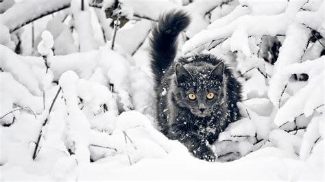 Winter Cat Wallpapers - Top Free Winter Cat Backgrounds - WallpaperAccess