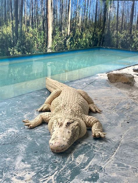 An albino alligator poses for the camera in its enclosure at Florida’s ...