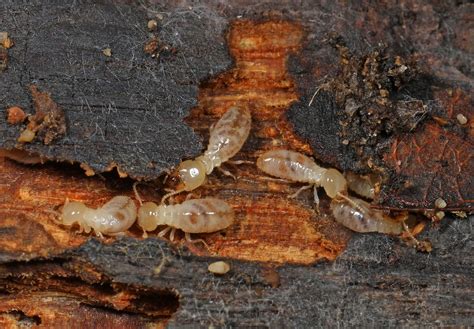 Know the Difference - Carpenter Ants vs. Termites