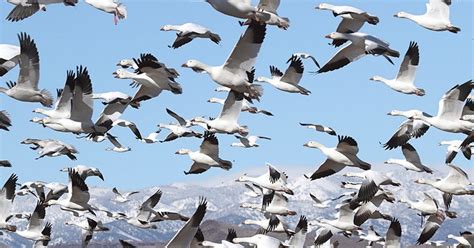 Predicting 50,000 years of bird migrations | YaleNews