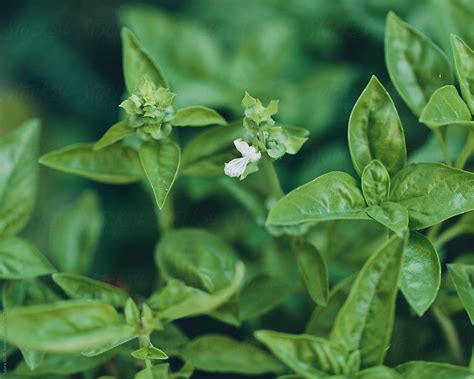 "Extreme Close Up Of Basil Flower Amongst Leaves" by Stocksy Contributor "Laura Stolfi" - Stocksy