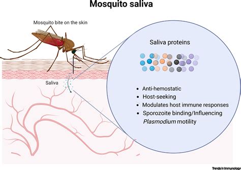 Anopheles Mosquito Bite