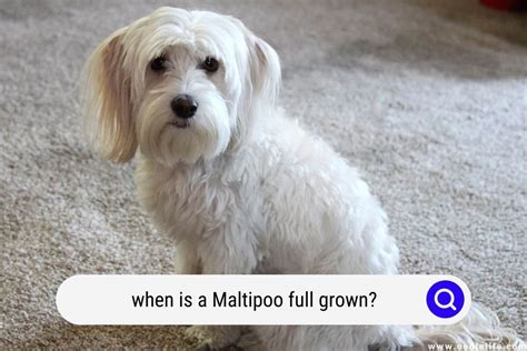 Maltipoo Size Guide, Chart, And Calculator: How Big Do Maltipoos Get? | truongquoctesaigon.edu.vn