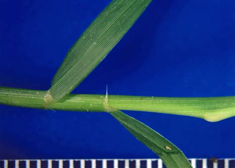 Cynodon dactylon (Poaceae) image 100582 at PhytoImages.siu.edu