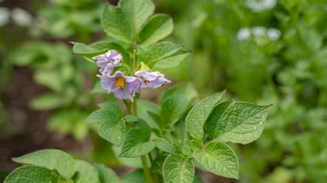 Should You Cut Off Potato Flowers or Let Them Grow? • Gardenary