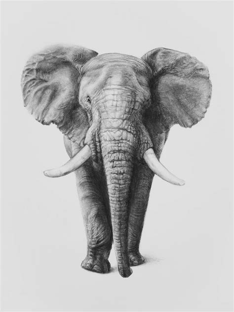 African Elephants Drawing