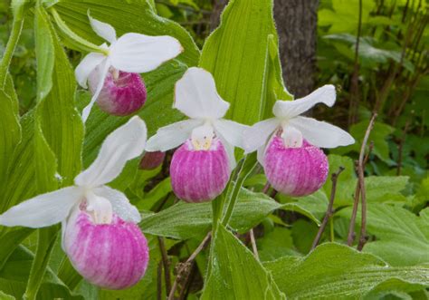 Minnesota Secretary Of State - State Flower - Pink Lady's Slipper