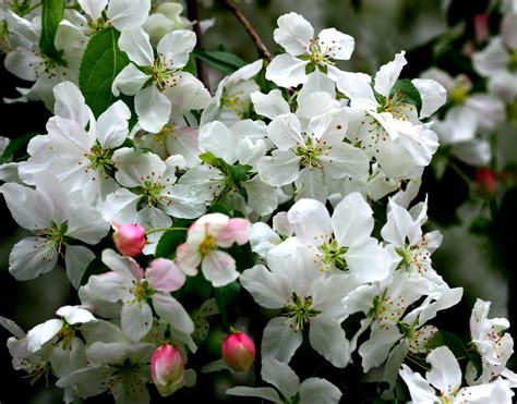 Crab Apple Tree Blossoms