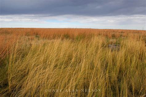 Prairie Grass : Minnesota : Gary Alan Nelson Photography