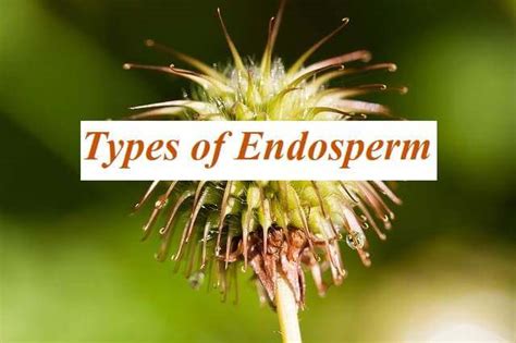 Endosperm: Types of Endosperm | Examples - Handwritten Notes