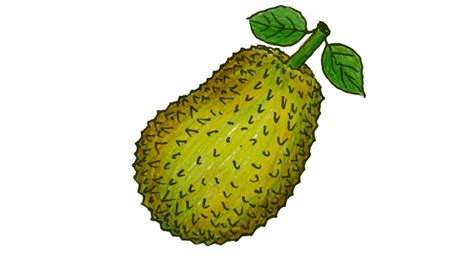 How to Draw Jackfruit Step by Step (Very Easy) - YouTube