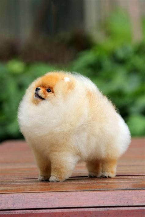 This pup loves it's new hairstyle! We can see it loving the Pomeranian ...