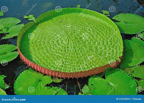 Victoria lotus leaf stock photo. Image of floating, beauty - 31019324