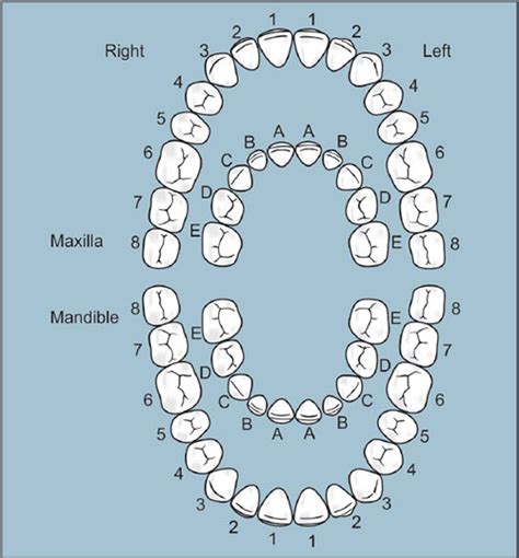 Zsigmondy Palmer Tooth Numbering System Tooth Numbering System | Images ...